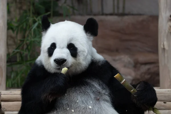 Happy Panda Comer Bambu Atirar Seu Nome Lin Hui Jardim — Fotografia de Stock