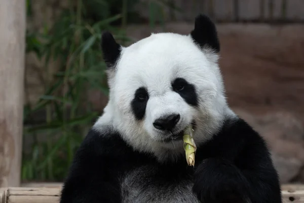 ハッピーパンダ竹を食べる彼女の名前は林ホイ チェンマイ動物園 タイです — ストック写真