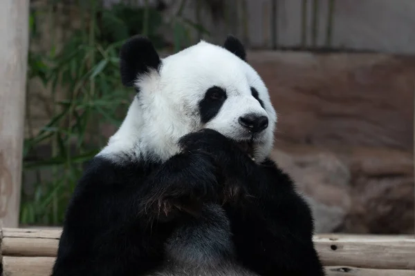 快乐熊猫吃竹笋她的名字叫林辉 泰国清迈动物园 — 图库照片