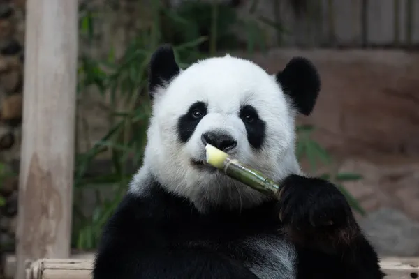 Happy Panda Comer Bambu Atirar Seu Nome Lin Hui Jardim — Fotografia de Stock
