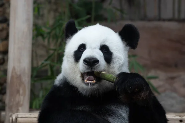 Happy Panda Jíst Bambus Střílet — Stock fotografie