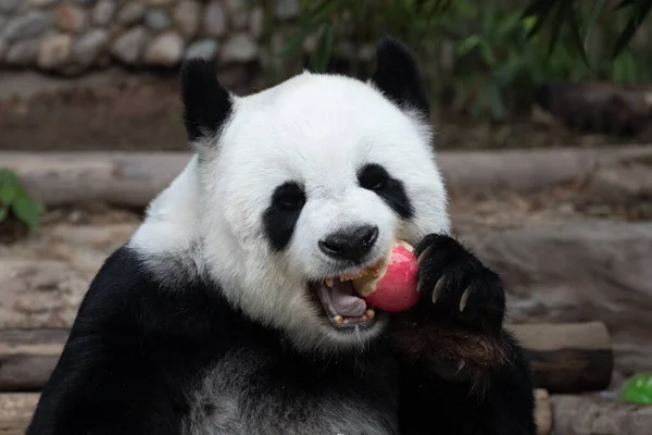 赤いアップルを食べる幸せなふわふわのパンダ — ストック写真