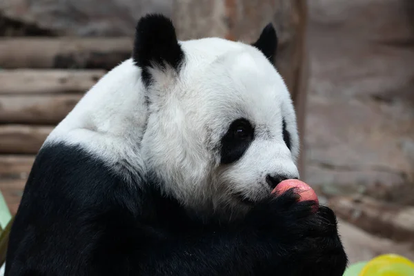 快乐绒毛熊猫吃红苹果 — 图库照片