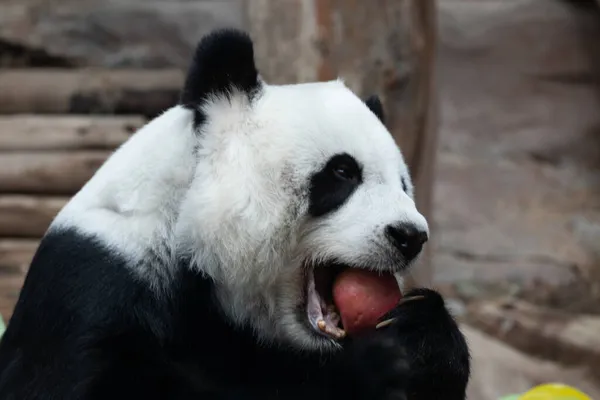 Happy Fluffy Panda Eating Red Apple — Stock Photo, Image