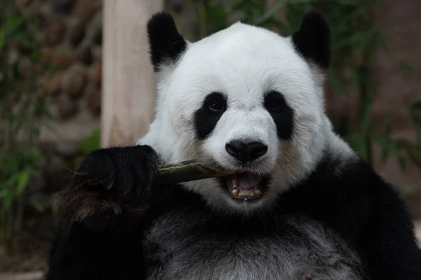 Fofo Panda Comer Bambu Atirar — Fotografia de Stock