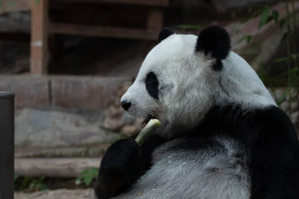 Fluffy Panda Jíst Bambus Střílet — Stock fotografie