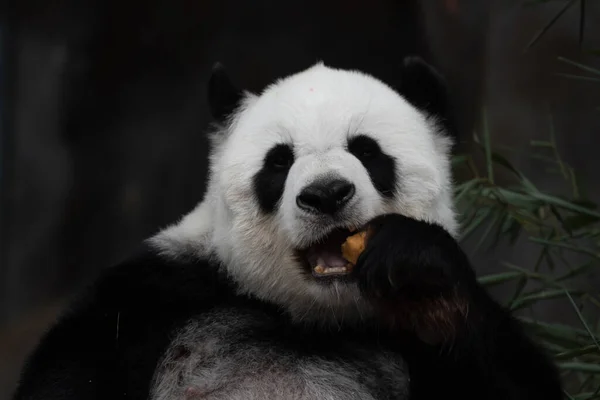 Close Happy Panda Comer Biscoito Bambu — Fotografia de Stock