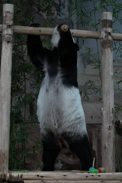 Забавная Поза Панды Пушистая Панда Держащая Деревянный Бар — стоковое фото