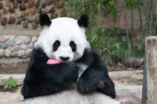 熊猫的可爱姿势 毛茸茸的熊猫拿着一个红色的冰棒 — 图库照片