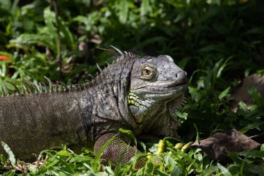 Yeşil İguana 'yı yere yakın tut.