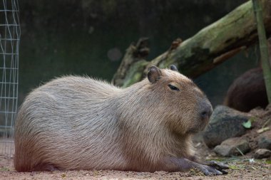 Şirin Capybara 'yı kapat 