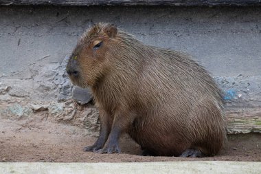 Şirin Capybara 'yı kapat 