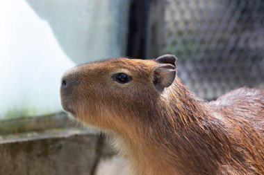 Şirin Capybara 'yı kapat 