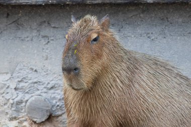 Şirin Capybara 'yı kapat 