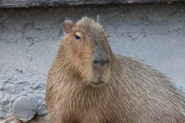 Şirin Capybara 'yı kapat 