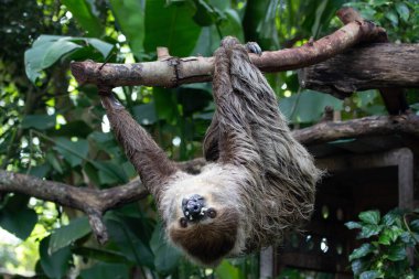 Ağaçtaki Komik Tembel Tembel Tembel 'i kapat