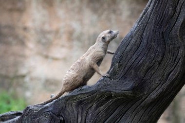 Komik Meraklı Mirket 'ı kapat 