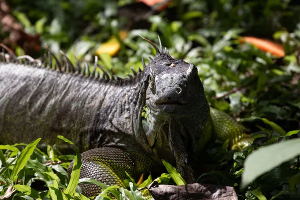 Fermer Iguana Verte Sur Sol — Photo