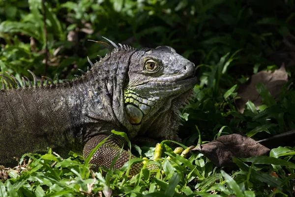 Fermer Iguana Verte Sur Sol — Photo