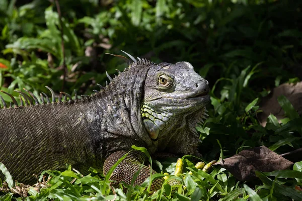 Fermer Iguana Verte Sur Sol — Photo