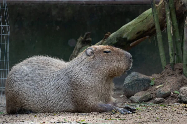 Közelkép Aranyos Capybara — Stock Fotó