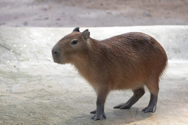 Bonitinho desenho de capivara dormindo