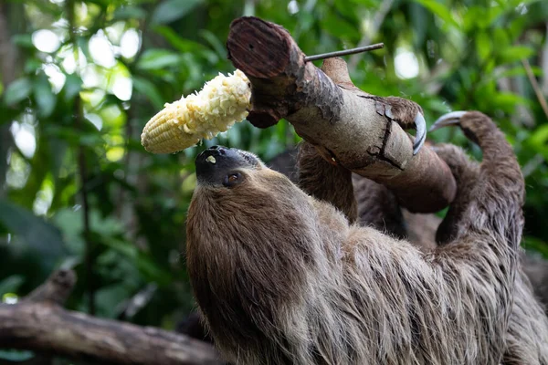 Sluiten Lazy Sloth Eten Van Verse Maïs — Stockfoto