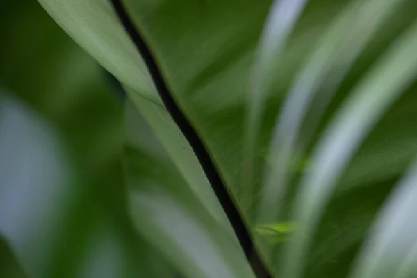 Schönheit Der Natur Kurve Des Frischen Grünen Blattes Mit Details — Stockfoto