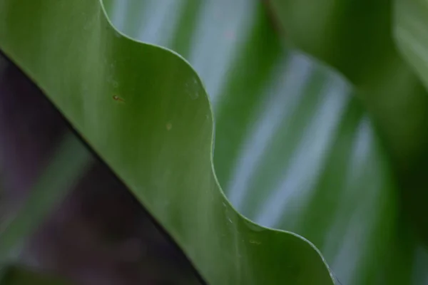 Beleza Natureza Curva Folha Verde Fresca Mostrando Detalhes Sobre Textura — Fotografia de Stock