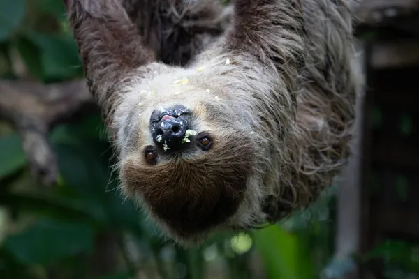 Close Funny Lazy Sloth Tree — Stock Photo, Image