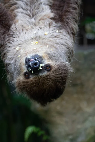 Close Funny Lazy Sloth Tree — Stock Photo, Image