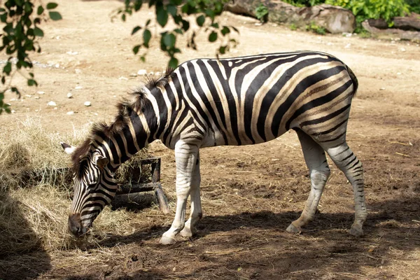 Zamknij Się Zebra Jedzenie Trawy — Zdjęcie stockowe