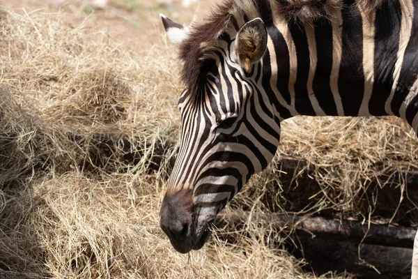 Zamknij Się Zebra Jedzenie Trawy — Zdjęcie stockowe