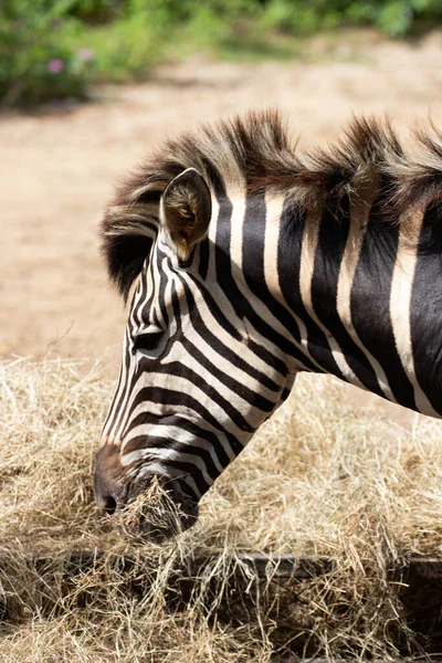 Zamknij Się Zebra Jedzenie Trawy — Zdjęcie stockowe