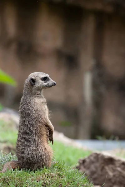 Gros Plan Drôle Curieux Suricate — Photo