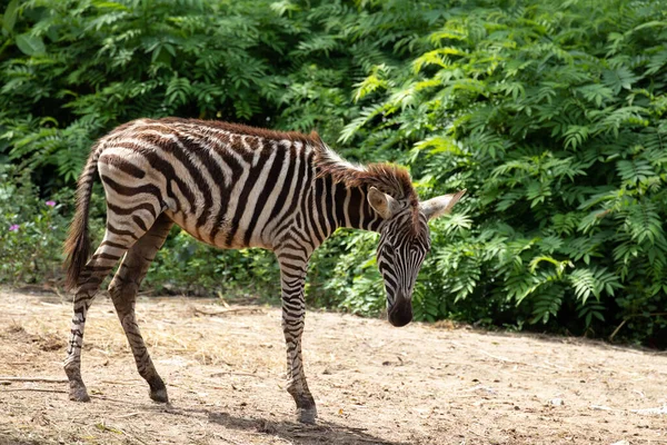 Zamknij Young Zebra Podwórku — Zdjęcie stockowe