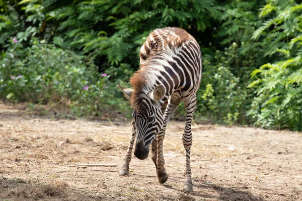 Zamknij Young Zebra Podwórku — Zdjęcie stockowe