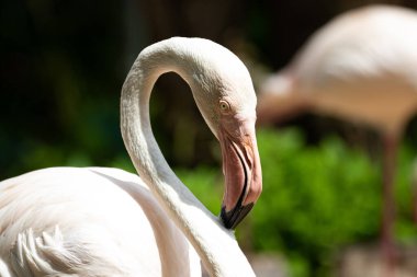 Göldeki Flamingo 'yu kapat.