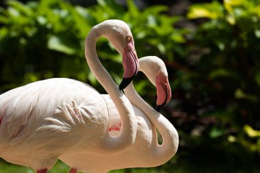 Göldeki Flamingo 'yu kapat.