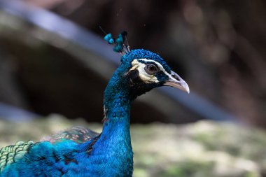 Renkli dokuyu ve Güzel Tavus kuşunun desenini kapat