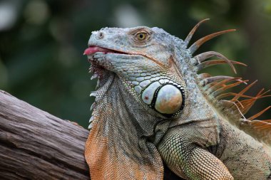 Ağaçtaki Yeşil İguana 'yı kapat.