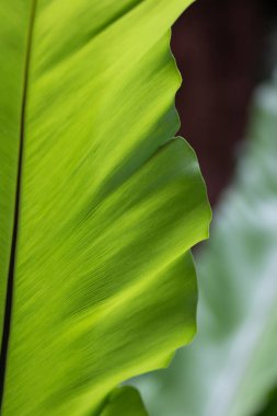 Doğa Güzeli, Taze Yeşil Yaprak Eğrisi, Doku ve Desen 'in detaylarını gösteriyor 