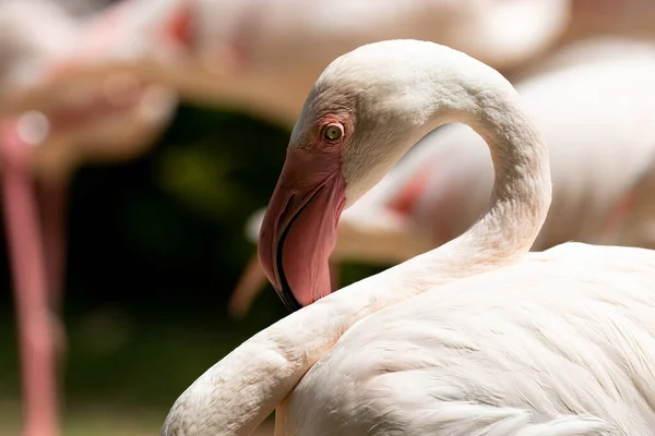 Close Flamingo Het Meer — Stockfoto