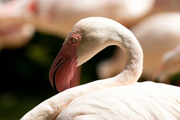 Close Flamingo Het Meer — Stockfoto