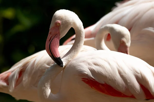 Zárd Flamingót Tóba — Stock Fotó