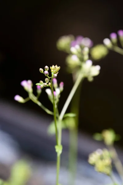 Close Pequeñas Flores Hierba Púrpura Little Ironweed Purple Fleabane Purple — Foto de Stock