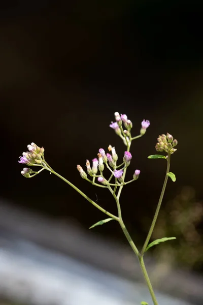 Tiny Purple Grass Flowers Little Iron Weed Purple Fleabane Purple — 스톡 사진