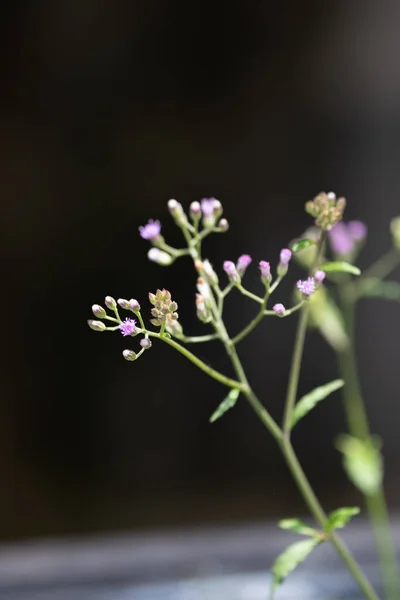 Close Tiny Purple Grass Flowers Little Ironweed Purple Fleabane Purple — Stock Photo, Image