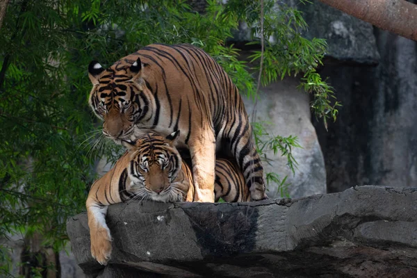 Gros Plan Tigre Bengale — Photo