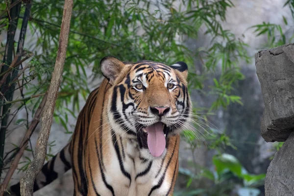 Gros Plan Tigre Bengale — Photo